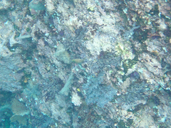 Canthigaster punctatissima
