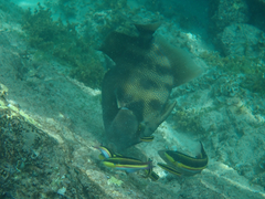 Pseudobalistes naufragium