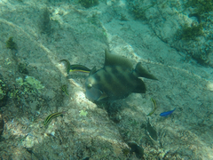 Pseudobalistes naufragium