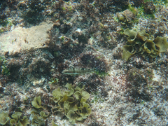 Halichoeres chierchiae