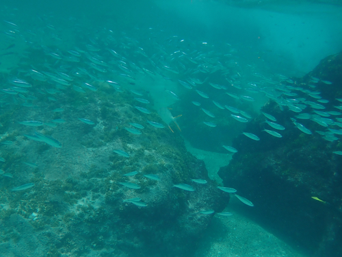 Herring (Lile stolifera) — Clupeidae — 4