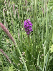 Dactylorhiza praetermissa