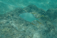 Trachinotus rhodopus