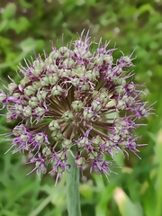 Allium aflatunense