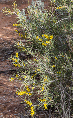 Acacia colletioides