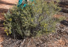 Acacia colletioides