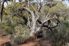 Melaleuca pauperiflora