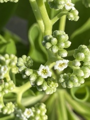 Heliotropium arboreum