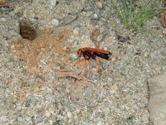 Batozonellus dorsalis