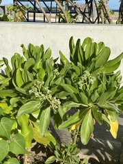 Heliotropium arboreum