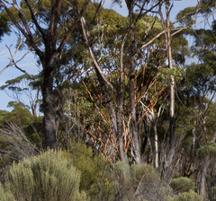 Eucalyptus salubris