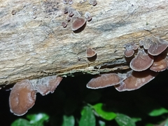 Auricularia heimuer