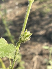 Hibiscus panduriformis