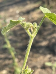 Hibiscus panduriformis