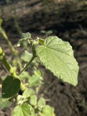 Hibiscus panduriformis