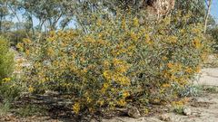 Acacia steedmanii