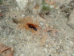 Batozonellus dorsalis