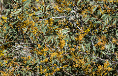 Acacia steedmanii