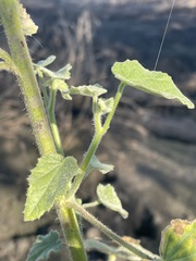 Hibiscus panduriformis