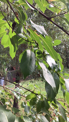 Diospyros virginiana image