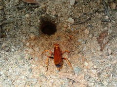 Batozonellus dorsalis