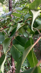 Diospyros virginiana image