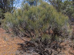 Allocasuarina corniculata