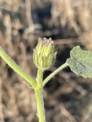 Hibiscus panduriformis