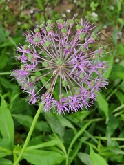Allium aflatunense