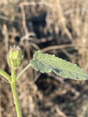 Hibiscus panduriformis