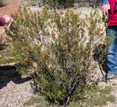 Dodonaea inaequifolia