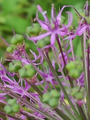 Allium aflatunense