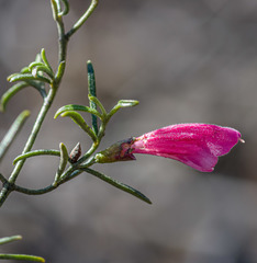 Prostanthera semiteres