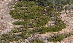 Borya constricta