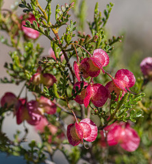 Dodonaea inaequifolia