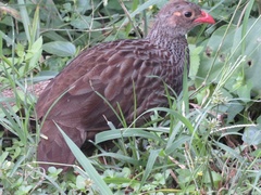 Pternistis squamatus