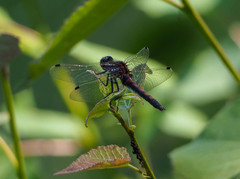 Leucorrhinia rubicunda