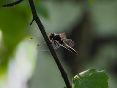 Leucorrhinia rubicunda