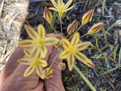 Triteleia ixioides