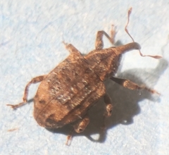 Conotrachelus seniculus