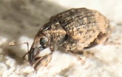 Conotrachelus seniculus