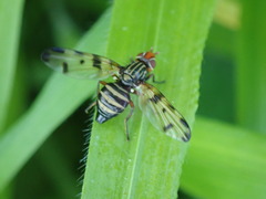 Otites porcus