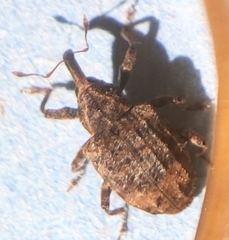 Conotrachelus seniculus