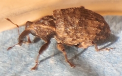 Conotrachelus seniculus