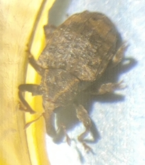 Conotrachelus seniculus