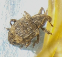 Conotrachelus seniculus