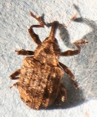 Conotrachelus seniculus