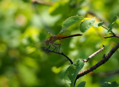 Sympetrum flaveolum
