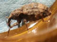 Conotrachelus seniculus