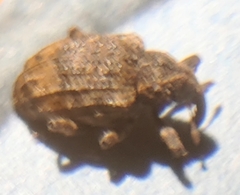 Conotrachelus seniculus